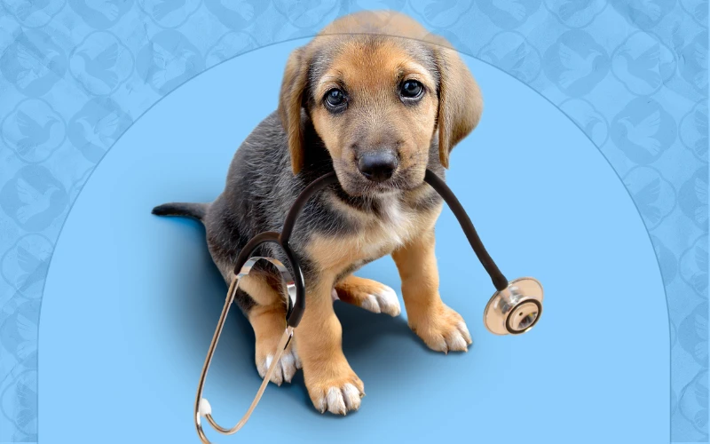 بیمه حیوانات خانگی در انگلیس